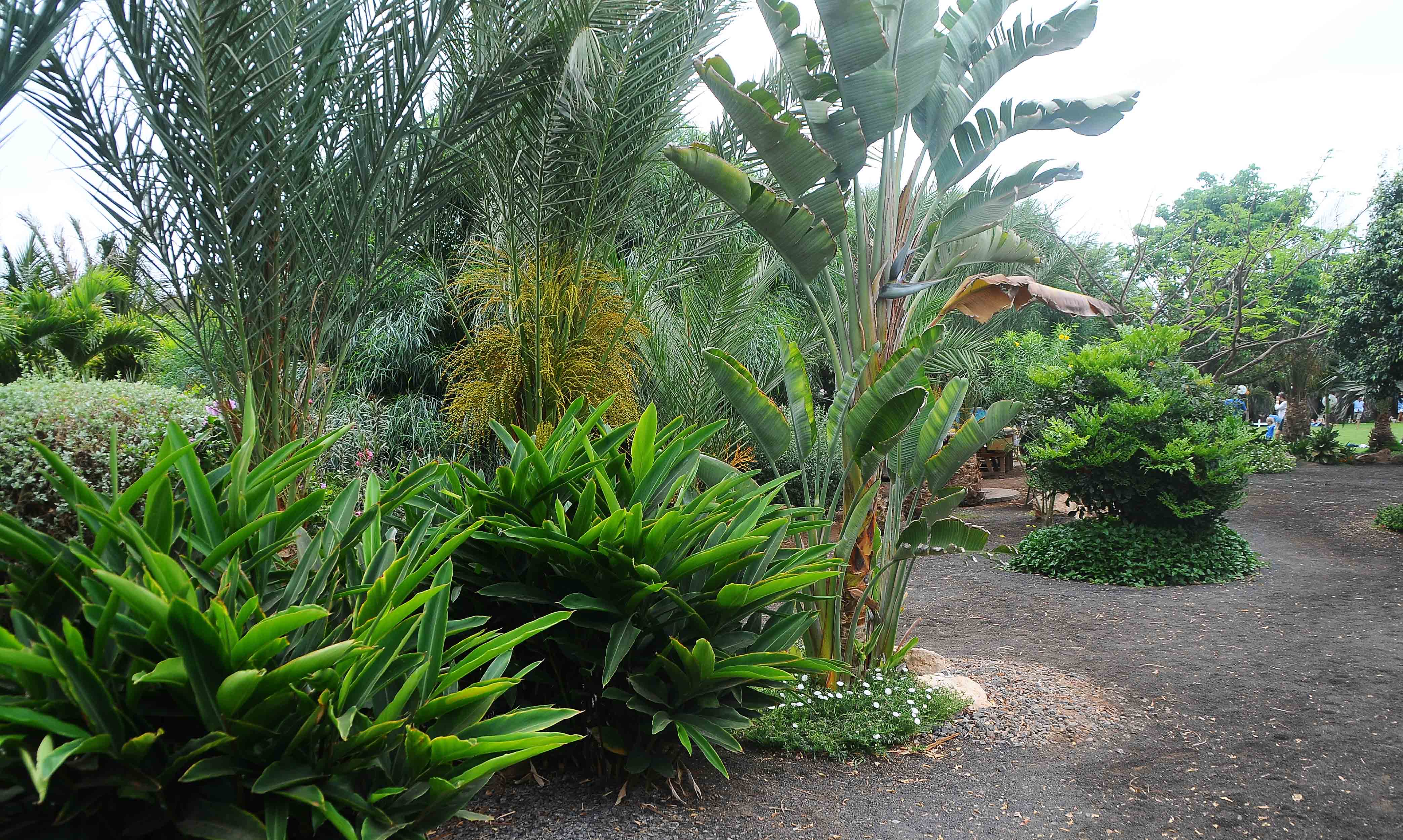 Viveiro Gardens | Cape Verde Gardens & National Parks | The Resort Group PLC